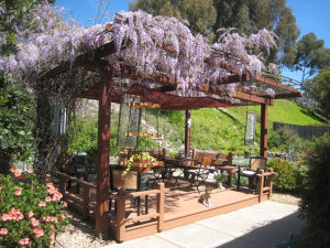 Pergola en bois autoportante recouverte de glycine en fleur