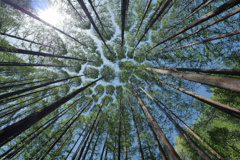 Les forêts sont une richesse inestimable. Préservons-les ensemble, pour aujourd’hui et pour demain