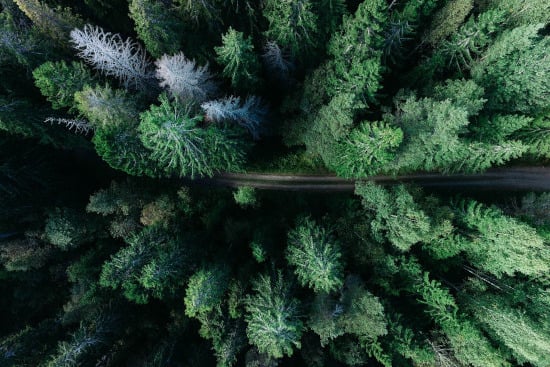 Les forêts couvrent un tiers du territoire français et jouent un rôle essentiel dans l’équilibre de notre écosystème