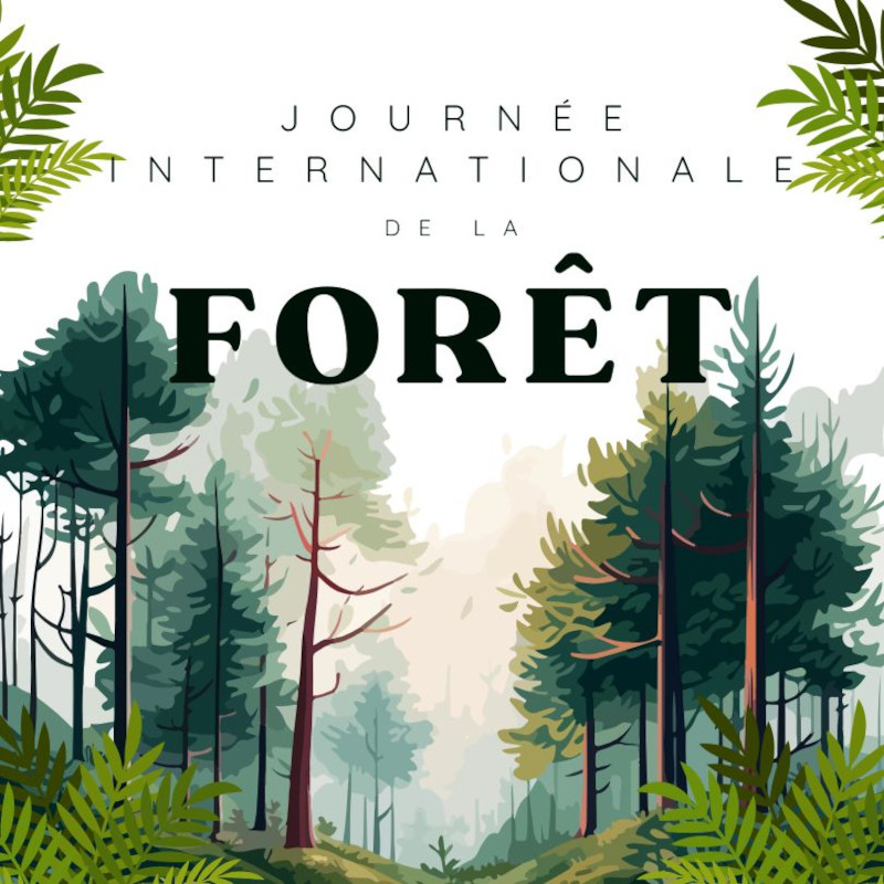 Célébrons la Journée Internationale des Forêts et engageons-nous pour leur préservation !