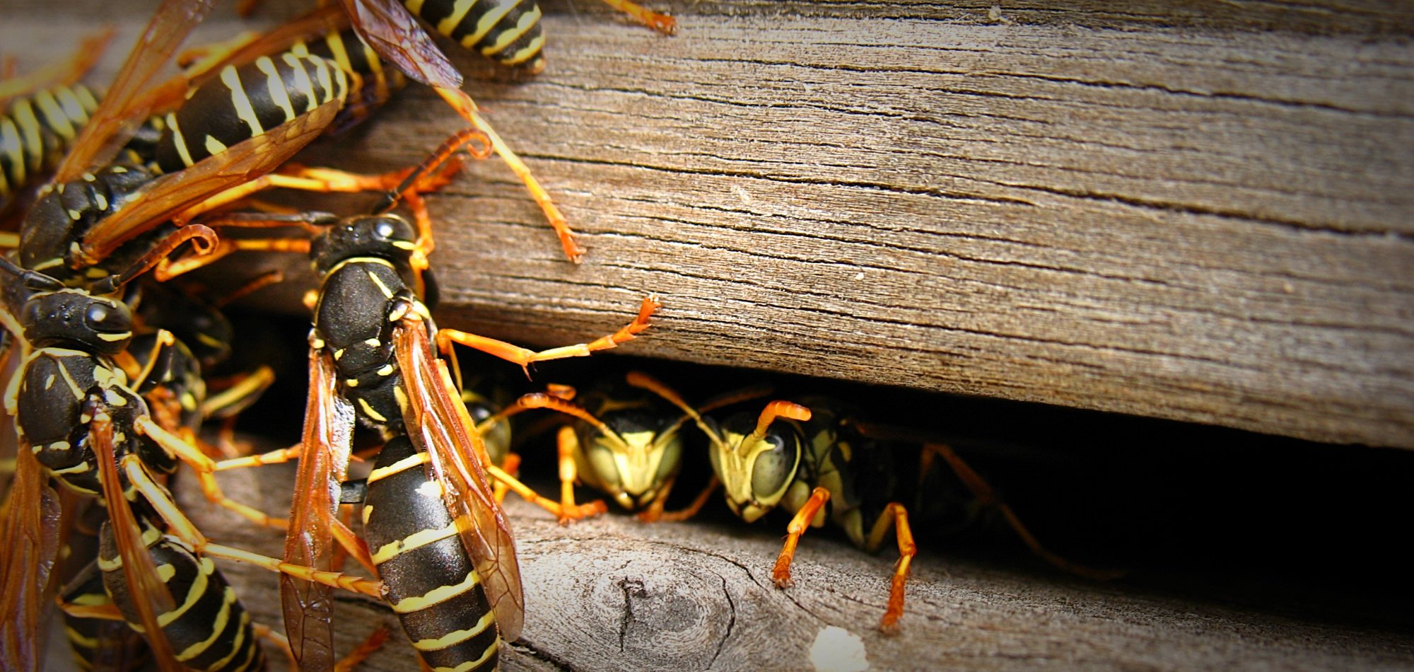 Un nid de guêpes sous ma terrasse bois : que faire ?!